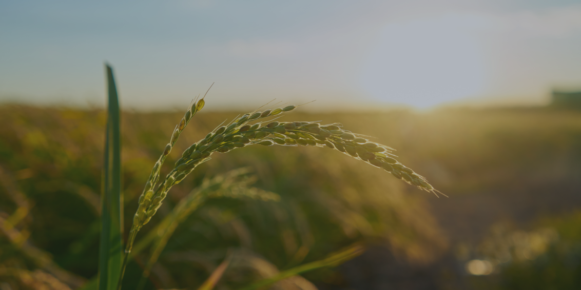 Seca no Sul afeta o agronegócio brasileiro