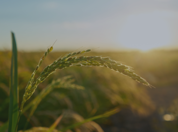 Seca no Sul afeta o agronegócio brasileiro