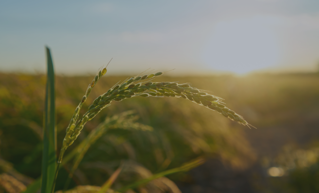 Seca no Sul afeta o agronegócio brasileiro