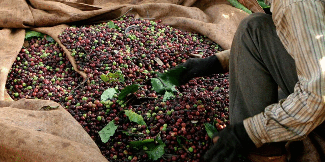 Vietnã se prepara para maior safra de café em 4 anos e pode aliviar pressão sobre preços globais