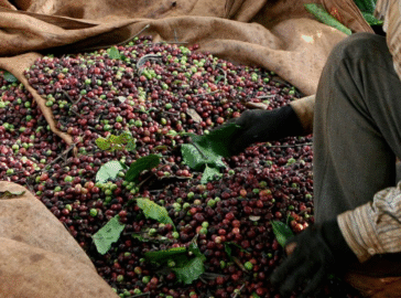 Vietnã se prepara para maior safra de café em 4 anos e pode aliviar pressão sobre preços globais