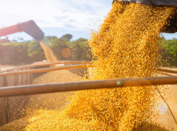 Soja brasileira deve dominar mercado global enquanto EUA enfrentam prejuízos